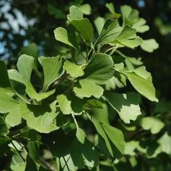 Princeton Sentry® Ginkgo -The Tree Center Princeton Sentry Ginkgo 2 copy jpg