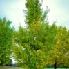 Princeton Sentry® Ginkgo
