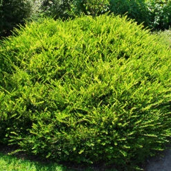 Privet Honeysuckle -The Tree Center Privet Honeysuckle 1 copy 600x600 1