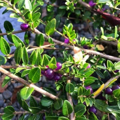 Privet Honeysuckle -The Tree Center Privet Honeysuckle 2 copy 600x600 1