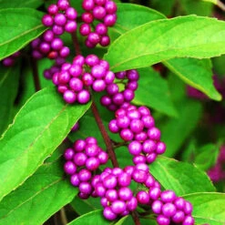 Profusion Beautyberry -The Tree Center Profusion Beautyberry 1 copy 600x600 1