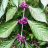 Profusion Beautyberry