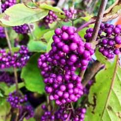 Profusion Beautyberry -The Tree Center Profusion Beautyberry 4 copy 600x600 1