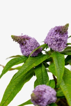 Pugster® Amethyst Butterfly Bush -The Tree Center Pugster Amethyst Butterfly Bush 3G 04 copy 600x900 1