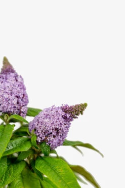 Pugster® Amethyst Butterfly Bush -The Tree Center Pugster Amethyst Butterfly Bush 3G 06 copy 600x900 1