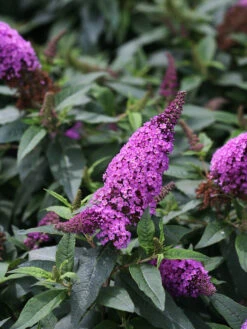 Pugster® Periwinkle Butterfly Bush -The Tree Center Pugster Periwinkle Butterfly Bush 1 copy 600x800 1