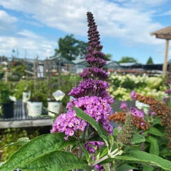 Pugster® Periwinkle Butterfly Bush -The Tree Center Pugster Periwinkle Butterfly Bush 3 copy 600x600 1