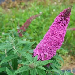 Pugster® Pinker Butterfly Bush -The Tree Center Pugster Pinker Butterfly Bush 1 copy 600x600 1