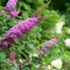 Pugster® Pinker Butterfly Bush