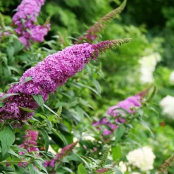 Pugster® Pinker Butterfly Bush
