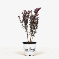 Purely Purple Black Diamond Crape Myrtle -The Tree Center Purely Purple Black Diamond Crape Myrtle 7G 01 600x600 1