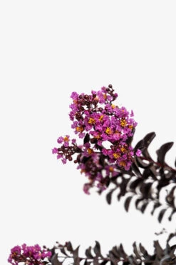 Purely Purple Black Diamond Crape Myrtle -The Tree Center Purely Purple Black Diamond Crape Myrtle 7G 04 600x900 1