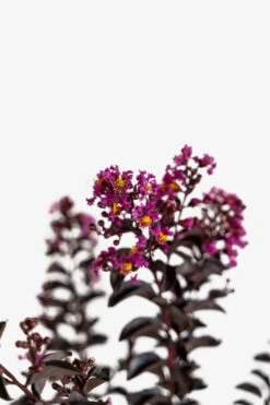 Purely Purple Black Diamond Crape Myrtle -The Tree Center Purely Purple Black Diamond Crape Myrtle 7G 06 600x900 1