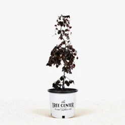 Purple Fountain Beech -The Tree Center Purple Fountain Beech 3G 01 600x600 1