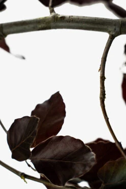 Purple Fountain Beech -The Tree Center Purple Fountain Beech 3G 06 600x900 1