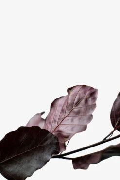 Purple Fountain Beech -The Tree Center Purple Fountain Beech 3G 07 600x900 1