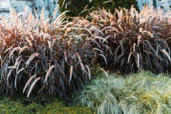 Purple Fountain Grass 9 Purple Fountain Grass -The Tree Center Purple Fountain Grass 1 600x400 1