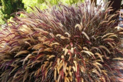 Purple Fountain Grass 8 Purple Fountain Grass -The Tree Center Purple Fountain Grass 2 600x402 1