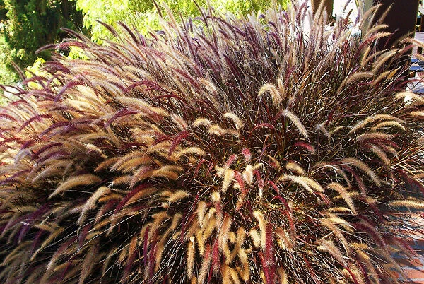 Purple Fountain Grass 4 Purple Fountain Grass - Image 4