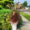 Purple Fountain Grass