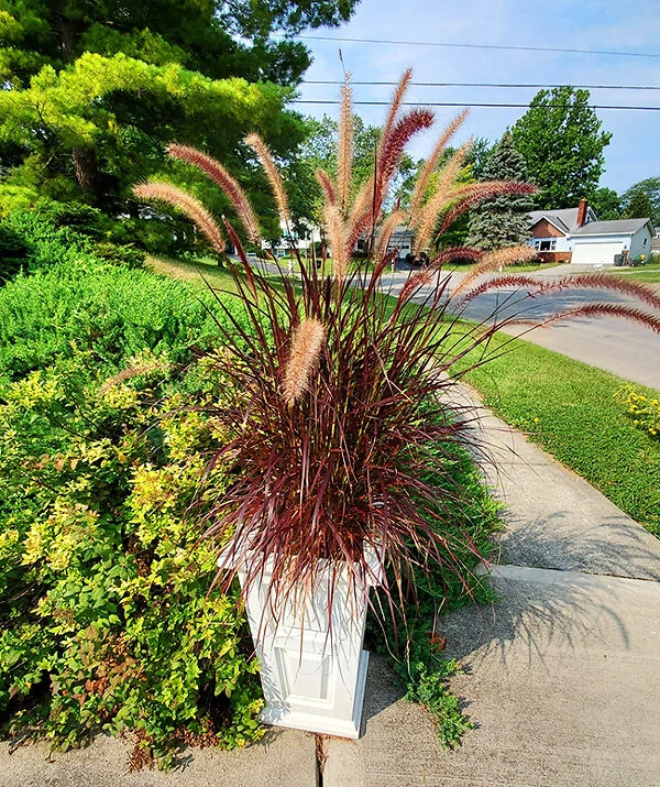 Purple Fountain Grass 1 Purple Fountain Grass