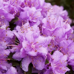 Purple Gem Rhododendron -The Tree Center Purple Gem Rhododendron 3 copy jpg