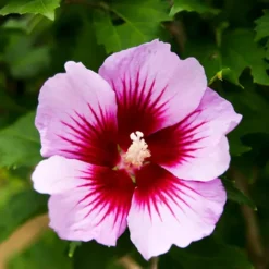 Purple Pillar® Hibiscus -The Tree Center Purple Pillar Hibiscus 1 copy jpg webp