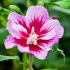 Purple Pillar® Hibiscus