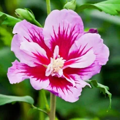 Purple Pillar® Hibiscus