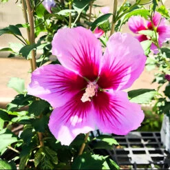 Purple Pillar® Hibiscus -The Tree Center Purple Pillar Hibiscus 3 copy 600x600 1