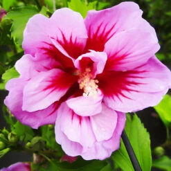 Purple Pillar® Hibiscus -The Tree Center Purple Pillar Hibiscus 4 copy 600x600 1