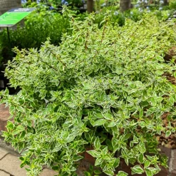 Radiance Abelia -The Tree Center Radiance Abelia 1 copy jpg