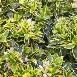 Radiance Abelia -The Tree Center Radiance Abelia 3 copy jpg webp