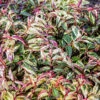 Rainbow Drooping Leucothoe