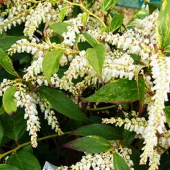 Rainbow Drooping Leucothoe -The Tree Center Rainbow Leucothoe 4 copy 600x600 1