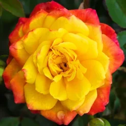 Rainbow Sunblaze® Miniature Rose - Tree Form -The Tree Center Rainbow Sunblaze Miniature Rose Tree Form 2 copy jpg webp