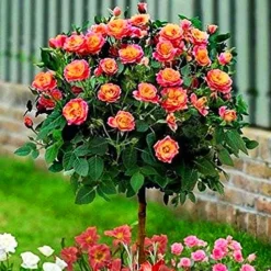 Rainbow Sunblaze® Miniature Rose - Tree Form -The Tree Center Rainbow Sunblaze Miniature Rose Tree Form 3 copy jpg