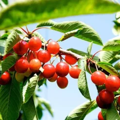 Rainier Cherry Tree -The Tree Center Rainier Cherry Tree 1 jpg