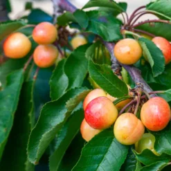 Rainier Cherry Tree