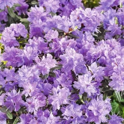 Ramapo Rhododendron -The Tree Center Ramapo Rhododendron 3 copy jpg