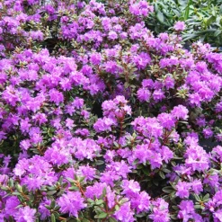 Ramapo Rhododendron -The Tree Center Ramapo Rhododendron 4 copy jpg