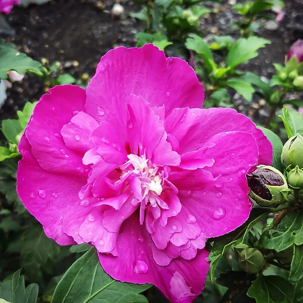 Raspberry Smoothie™ Hardy Hibiscus 3 Raspberry Smoothie™ Hardy Hibiscus - Image 3