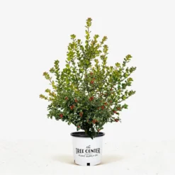 Red Beauty Holly -The Tree Center Red Beauty Holly 5G 01 jpg 600x600 1