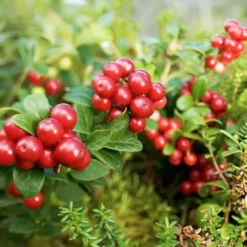 Red Candy Lingonberry 6 Red Candy Lingonberry -The Tree Center Red Candy Lingonberry 1 copy jpg webp