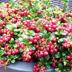 Red Candy Lingonberry