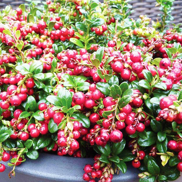 Red Candy Lingonberry 1 Red Candy Lingonberry