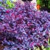 Red Diamond™ Loropetalum