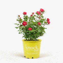 Red Double Knock Out® Rose -The Tree Center Red Double Knock Out Rose 3G 01 600x600 1