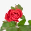 Red Double Knock Out® Rose