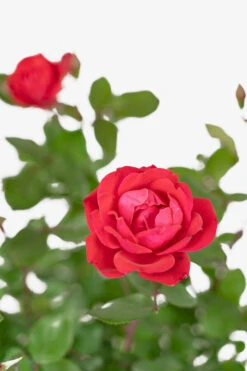 Red Double Knock Out® Rose -The Tree Center Red Double Knock Out Rose 3G 04 copy 600x900 1